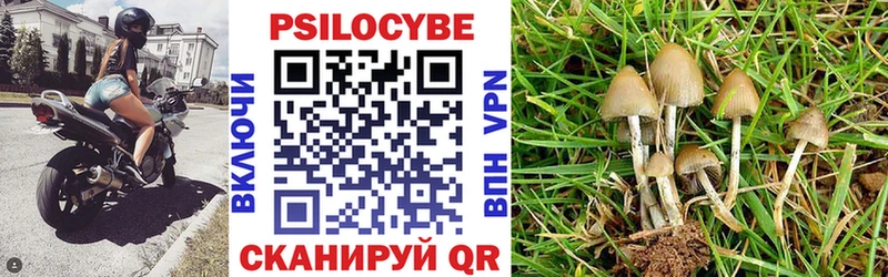 Купить закладки  Истра  Галлюциногенные грибы Cubensis 